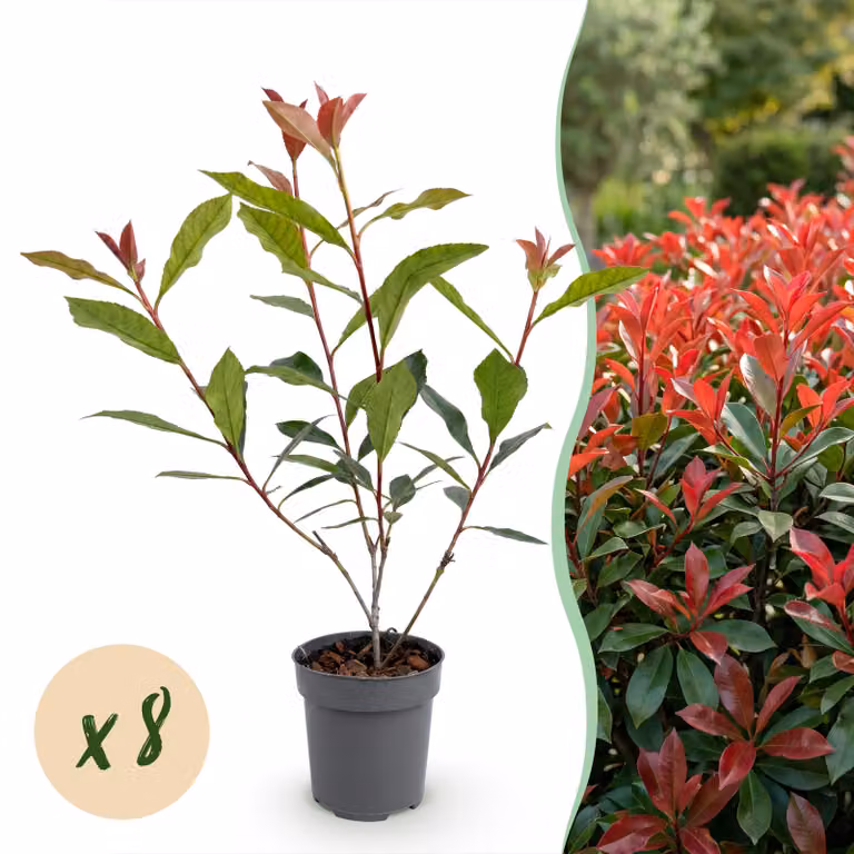 Photnia fraseri Carre Rouge - foglie rosso-verdi - 8 piante - 1 metro lineare - sempreverde - piante dell'Aia - 25-35cm - Ø12cm - Pianta da giardino