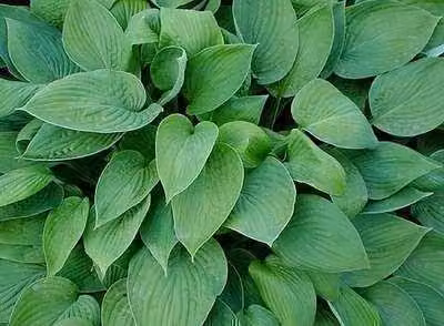 6 x Hosta 'Fort. Hyacinthina' - Hosta - Vaso 9 x 9 cm