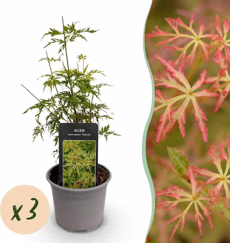 Acer palmatum Seiryu - Verde 3 piante - Deciduo - Bassa manutenzione - 25-35cm - Ø12cm - Pianta da giardino