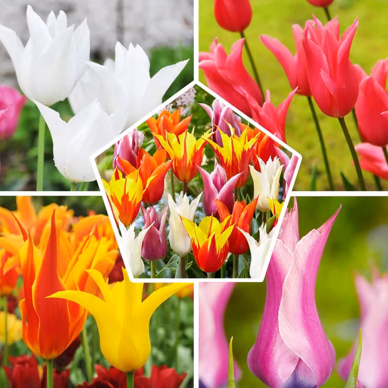 Bulbi di tulipano resistenti al freddo, perenni, varietà a fiori simili ai gigli, mix primaverile - 25 bulbi - Piante vere provenienti dall'Olanda - Bulbi adatti per giardino, vasi e balcone (bulbi grandi, non semi, non prodotti artificialmente)