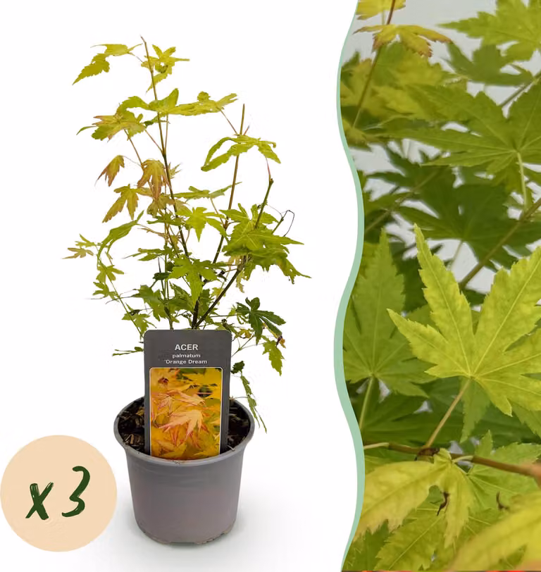 Acer palmatum Orange Dream - Arancione - 3 piante - Deciduo - Bassa manutenzione - 25-35cm - Ø12cm - Pianta da giardino