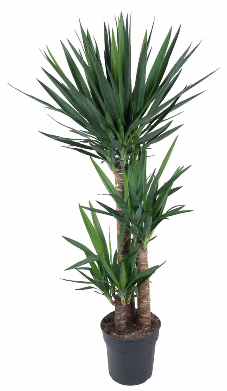 Yucca Elephantipe - 140 Cm - Ø27