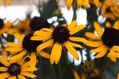 6 x Rudbeckia fulg. 'Little Goldstar' - Echinacea - Vaso 9 x 9 cm