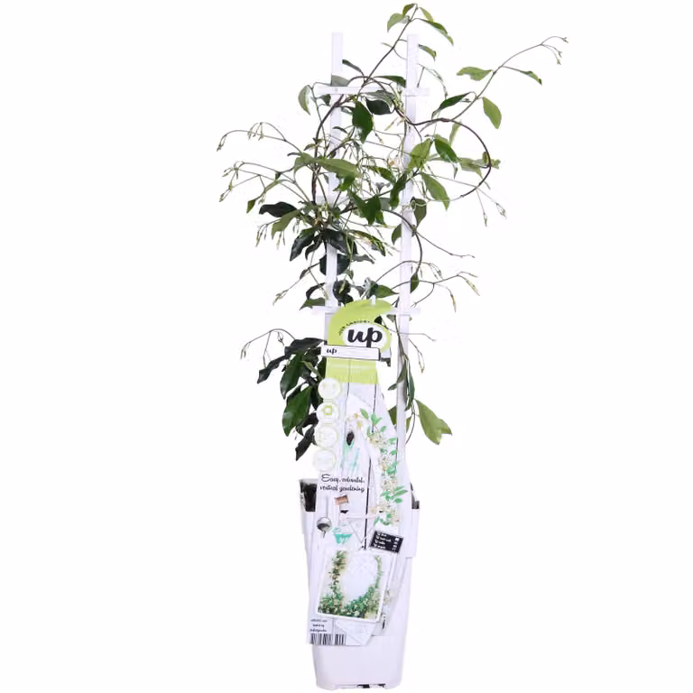 Trachelospermum 'Star Of Venice' - ↨65Cm - Ø15