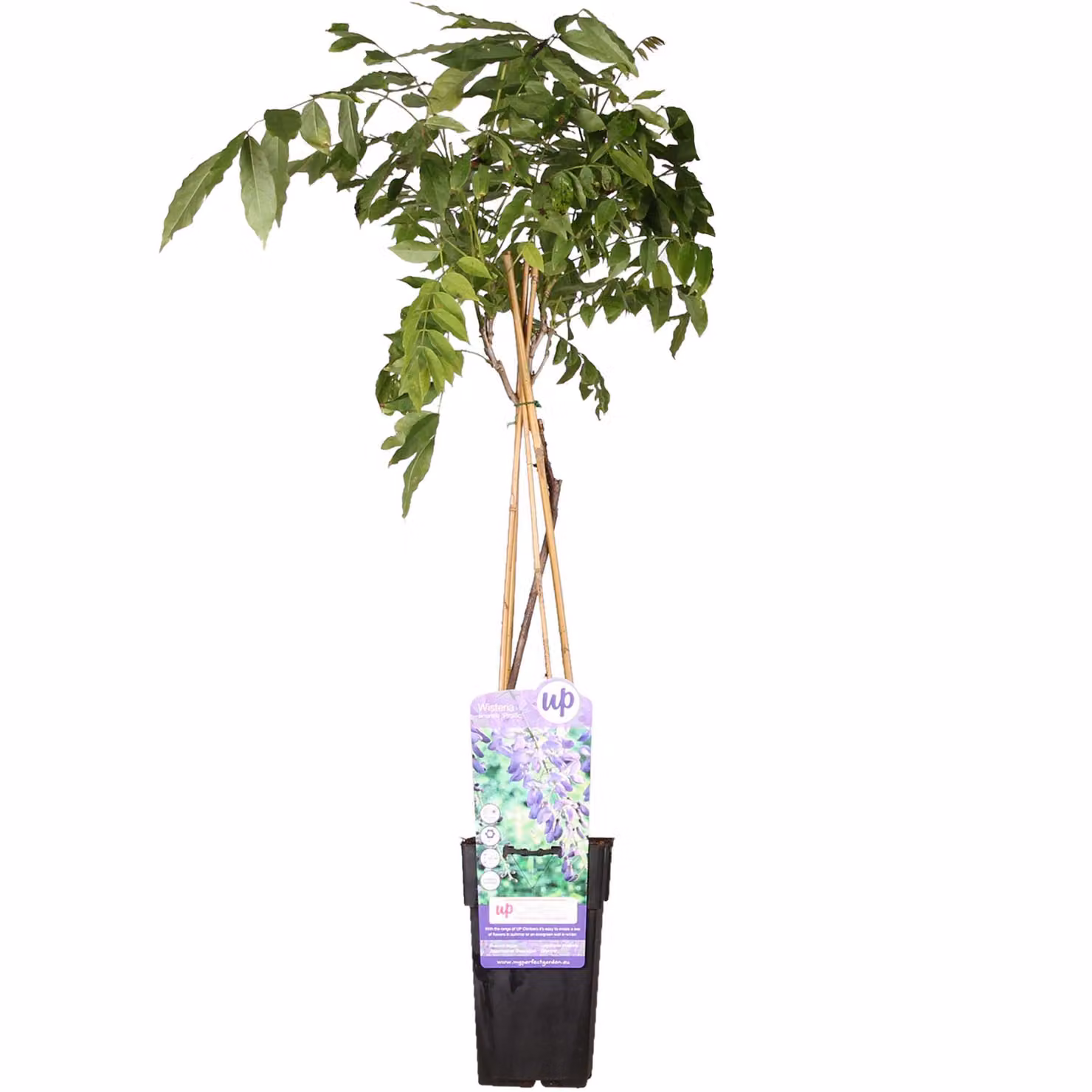 Wisteria Sinensis 'Prolific' - ↨65Cm - Ø15