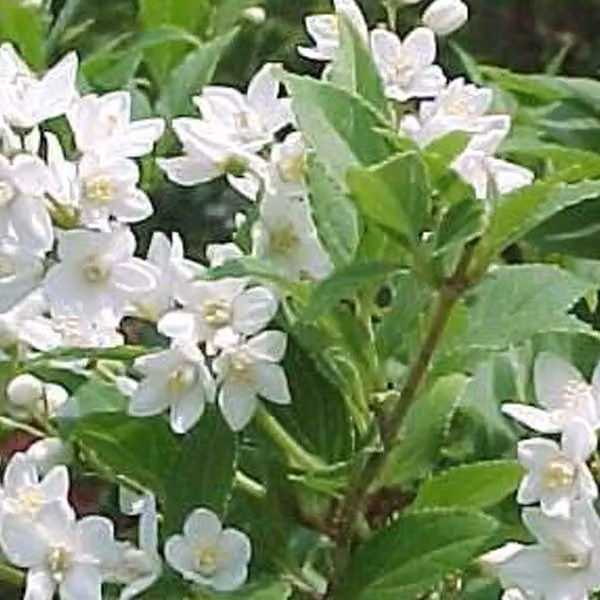 2 piante di Deutzia gracilis (Sternchenstrauch) | Altezza: 30-40 cm, in vaso
