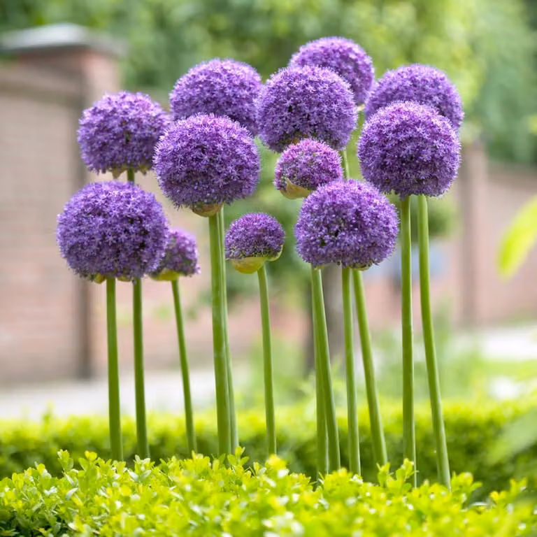 Allium, cipolle resistenti al freddo, perenni - Globemaster - 5 bulbi - Allium Giganteum - Piante profumate provenienti dall'Olanda, ideali per giardino e vasi (bulbi di grandi dimensioni, senza semi, non trattati artificialmente)