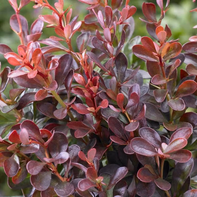 2 piante di Berberide - Berberis thunbergii 'Atropurpurea Nana' | 20-25 cm in vaso