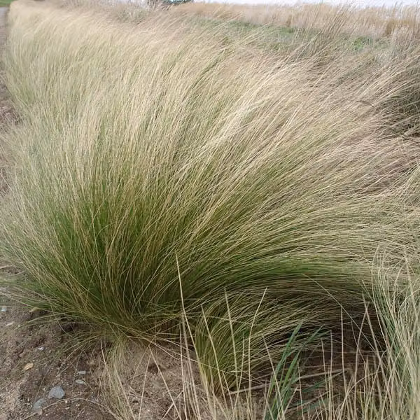 6 piante di *Stipa tenuifolia* (erba festuca a foglie sottili) | Vaso da 9x9 cm
