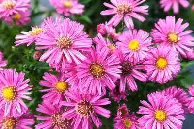 6 x Aster dum. jenny' - Astro autunnale - Vaso 9 x 9 cm