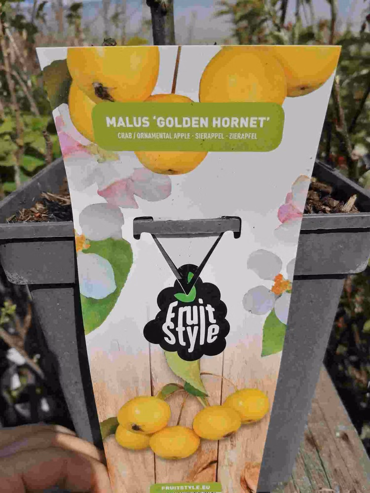 Melo ornamentale 'Golden Hornet' 100-120 cm - Melo - Malus 'Golden Hornet' - Melo