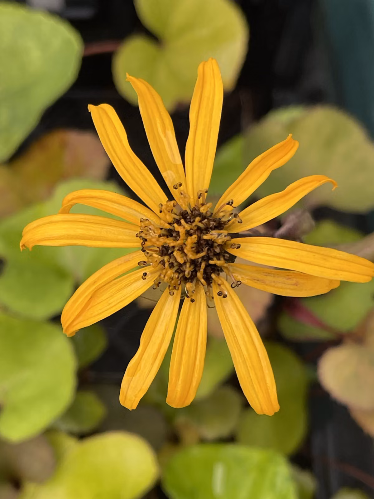 6 x Ligularia dent. 'Othello' - Loosestrife bruna - vaso 9 x 9 cm