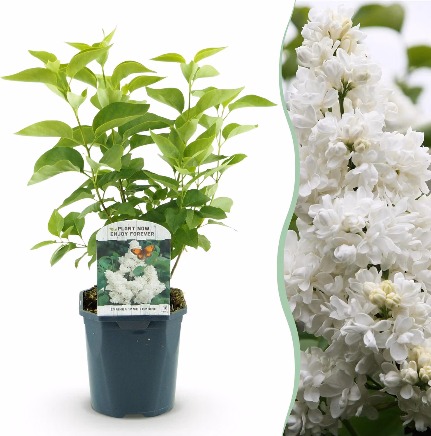 Syringa vulgaris mme Lemoine - Lillà comune - resistente - bianco - 35-45cm - Ø17cm - Pianta da giardino