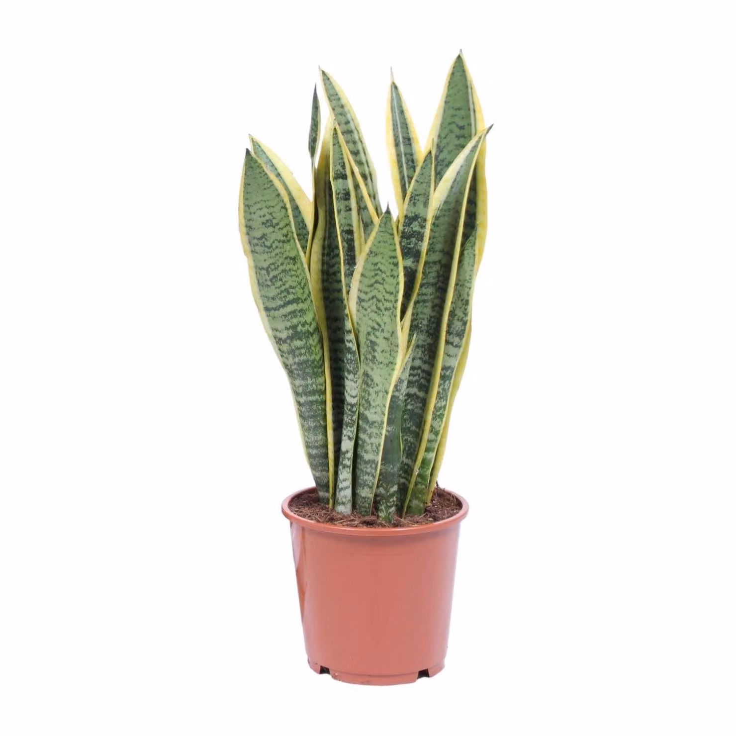 Sansevieria Trifasciata Laurentii Ø14Cm - ↕40Cm