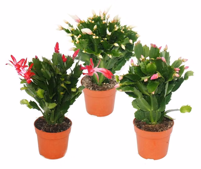 Cactus di Natale - Schlumbergera - set con 3 piante