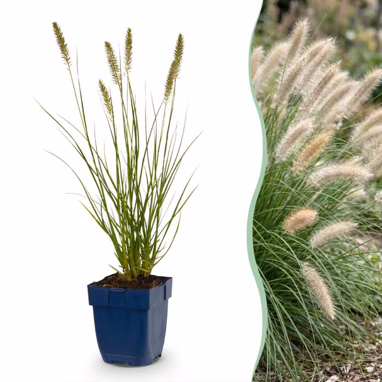 Pennisetum alop. Hameln - Erba del lustracandele - Con pannocchia - Verde - 24 piante - 15-25cm - Ø11cm - Pianta da giardino