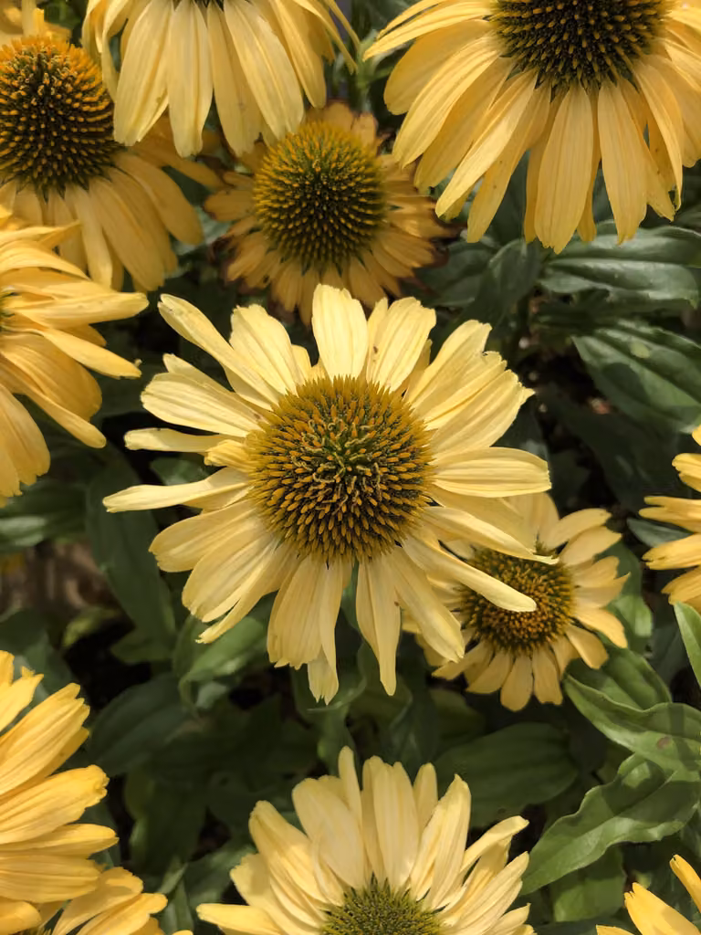 6 x Echinacea purp. 'Sunseekers Yellow' - Sonnenhut - Topf 9x9 cm
