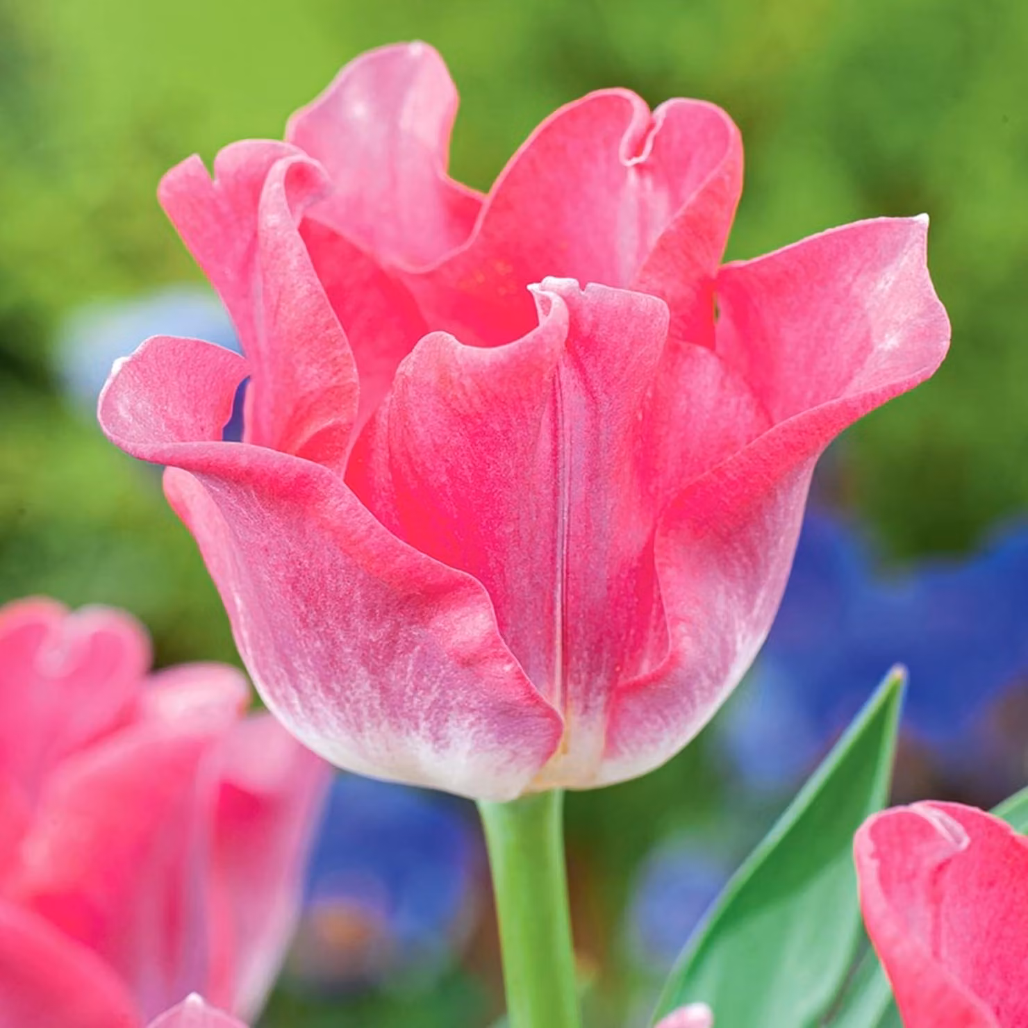 Tulipani Bulbi Fiori Esclusivo Tulipano della Dinastia 5 pz.