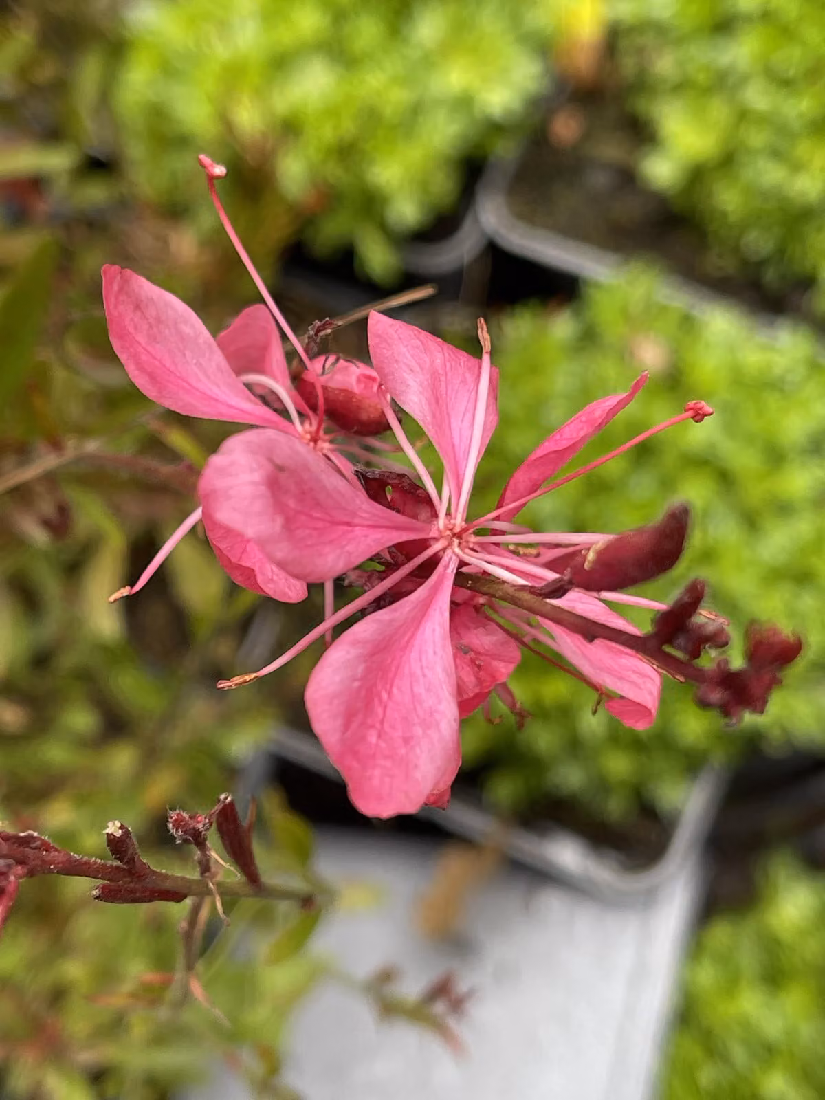 6 x Gaura lindh. 'Tutti Frutti' (oenothera lindh.) - Gaura - vaso 9 x 9 cm