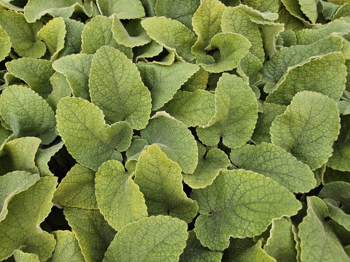 Russel - Phlomis russeliana - Ø10-25cm - Ø9cm - 12 piante - Resistente al