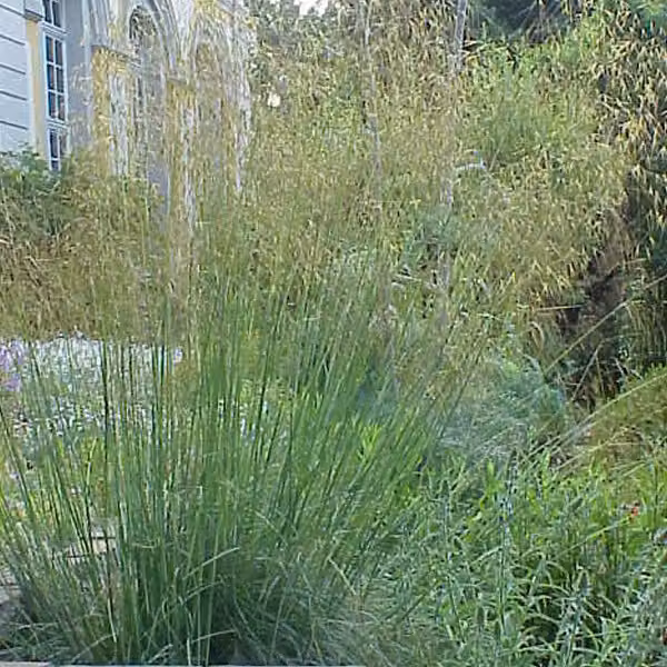 6 piante di *Stipa gigantea* (erba gigante) | Vaso da 9x9 cm
