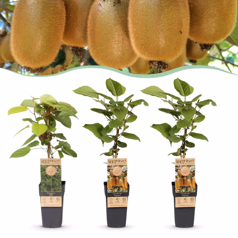 Actinidia Weiki & Hayward - Pianta di kiwi - 1 Maschio - 2 Femmine - Piante - Verde - 40-50cm - Ø15cm - Pianta da giardino