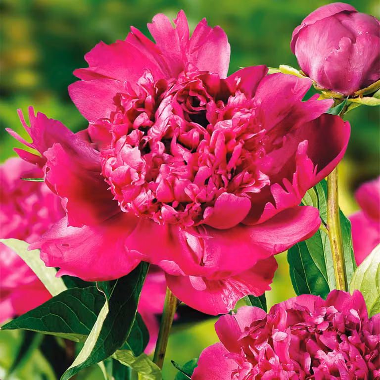 Peaonia Peonia piantina Big Ben 1 pz Peonie piantine Profumate