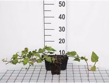 12 x Hedera colchica - Edera caucasica - vaso 9 cm x 9 cm