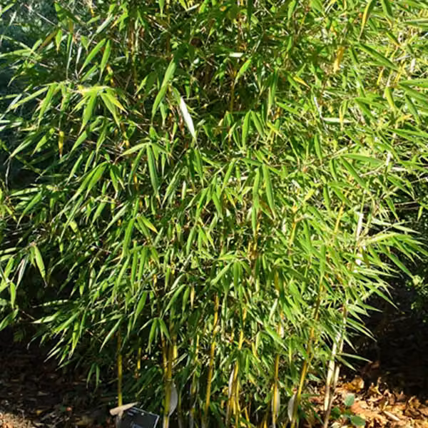 Bambù ornamentale a cespuglio – Fargesia robusta | 60-80 cm in vaso