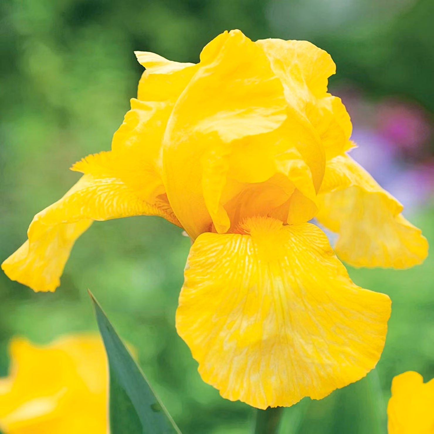 Iris Rhizom Piante perenni Iris Germanica Iris tedesco Maui Moonlight 1 pz.