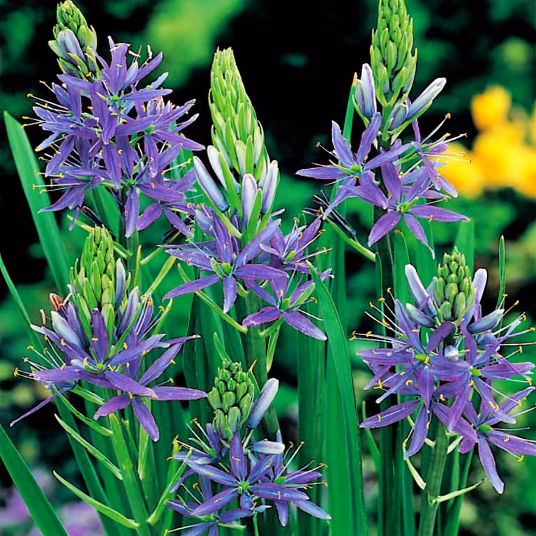 Camassia bulbi Fiori Bulbi di fiori blu 1 pz.
