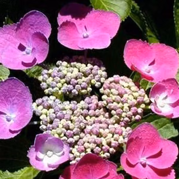 2 ortensie - *Hydrangea macrophylla* 'Taube' | 25-30 cm in vaso