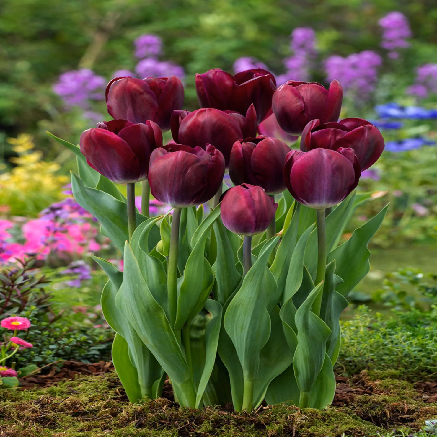 Tulipani Bulbi Bulbi Fiori Trionfo Tulipano Kansas Orgoglio 5 pz.