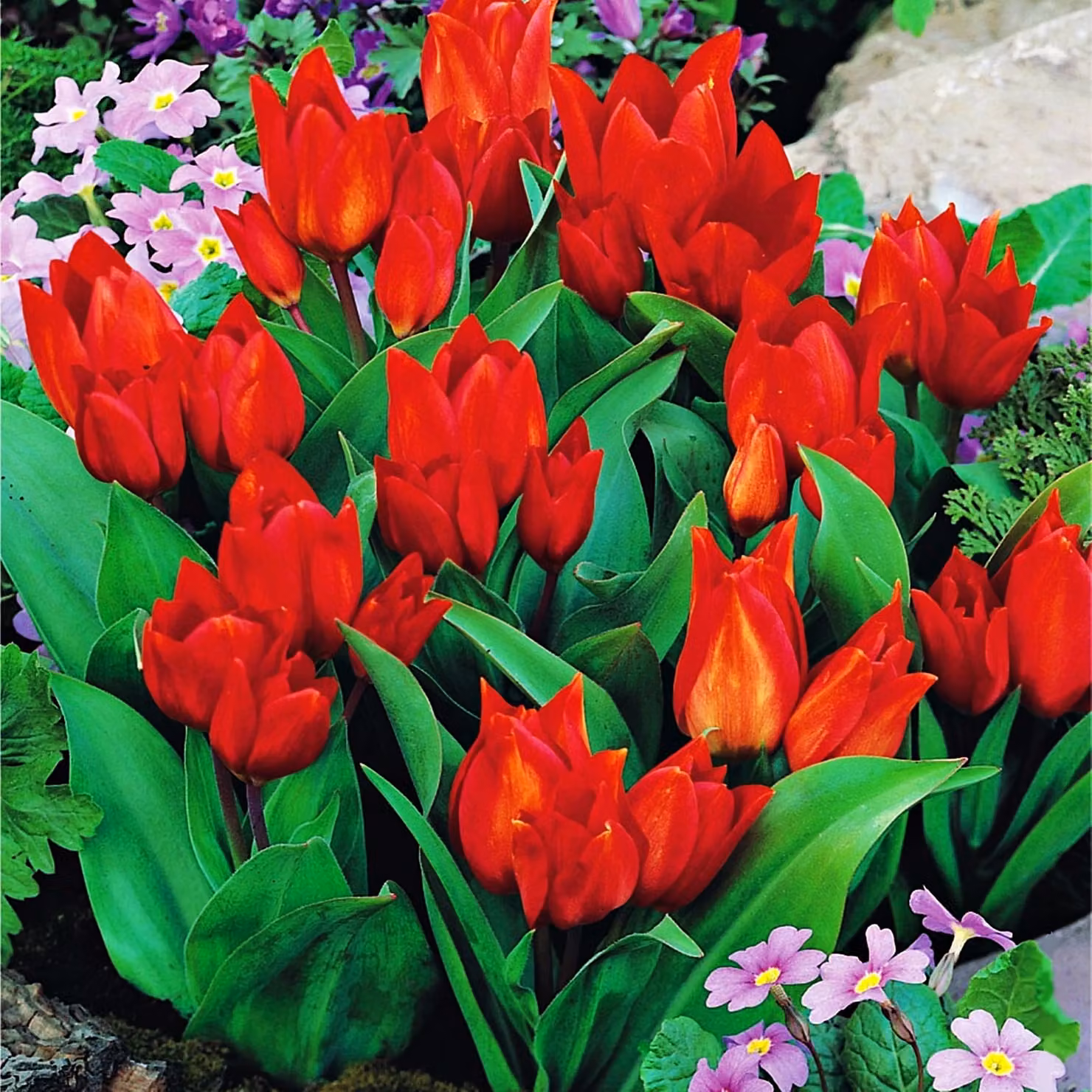 Tulipani Bulbi Fiori Botanici Tulipano Van Tubergen's Varietà 5 pz.