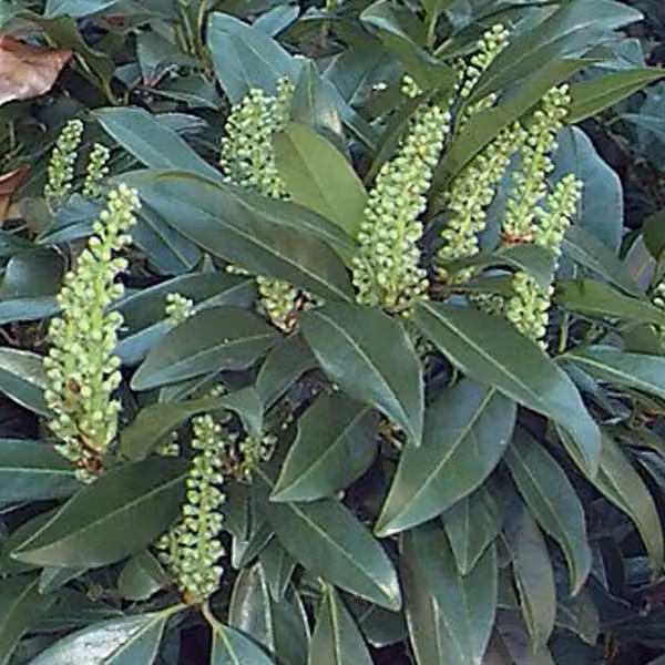 2 piante di Lauroceraso (Prunus laurocerasus 'Zabeliana'), in vaso, altezza 30-50 cm