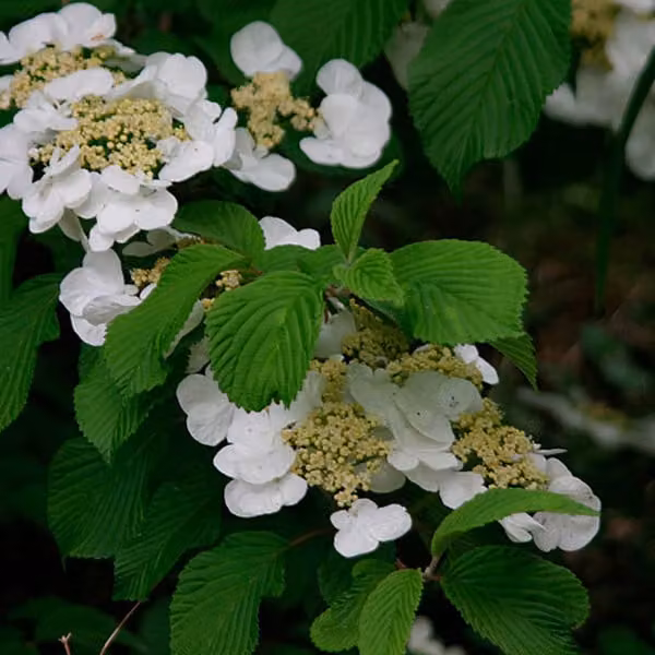 2 piante di Viburnum plicatum tomentosum (bosso giapponese) | altezza 40-60 cm, fornite in vaso