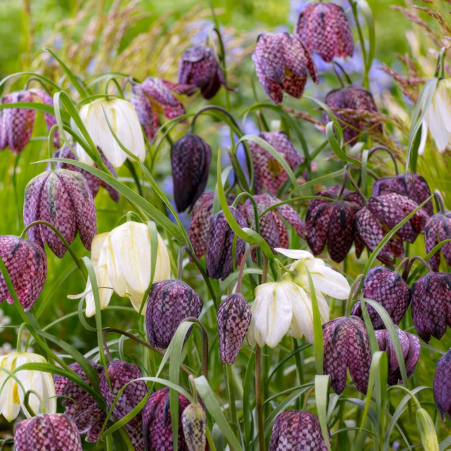 Bulbi di Kaiserkrone (Fritillaria meleagris), varietà perenne, detta anche "Schachbrettblume" - 25 bulbi di fiori - Piante vere provenienti dall'Olanda - adatte per giardino, vaso e balcone (non semi e non piante artificiali)