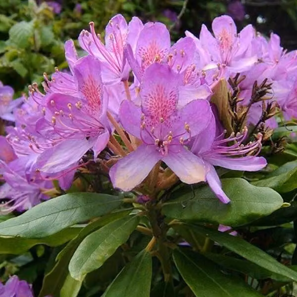 Rhododendron ponticum | 40-60 cm in vaso