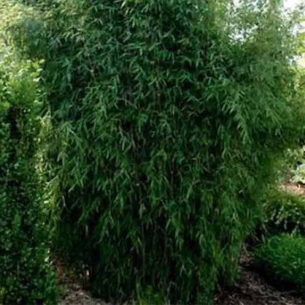 Bambù - Fargesia nitida 'Great Wall' | 60-80 cm in vaso