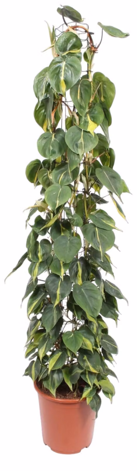 Albero rampicante amico (Philodendron)Brasil su traliccio - altezza 160 cm, Ø27