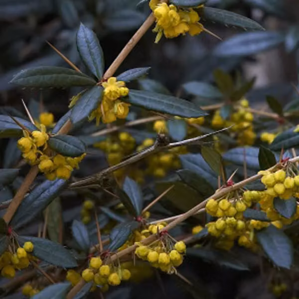 2 piante di Berberide (Berberis julianae), alte 30-40 cm, in vaso