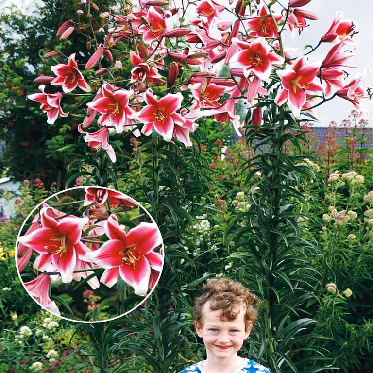 Gigli Bulbi da fiore Fiori Giglio d'albero Friso 1 pz.