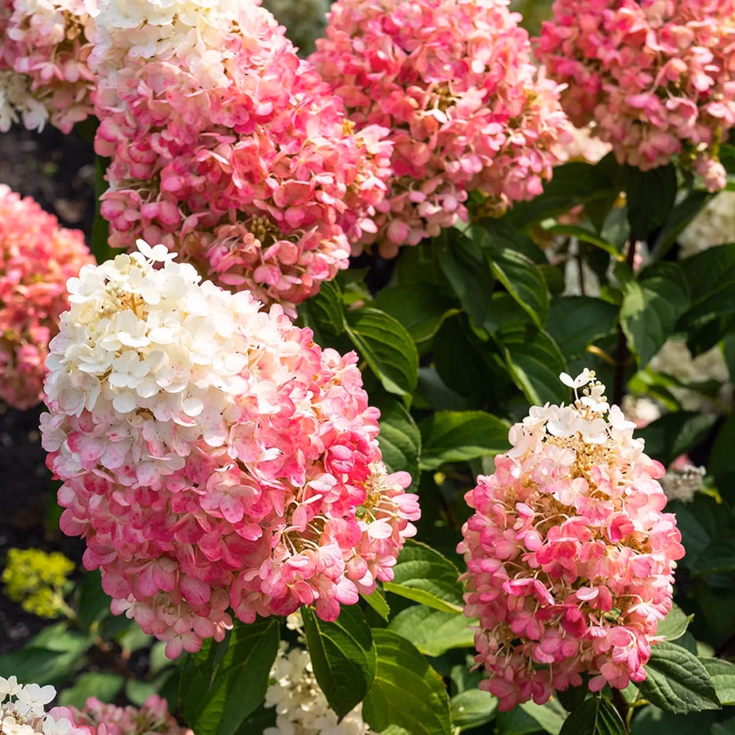 Ortensie resistenti al freddo, varietà Paniculata, "Pinky Promise" (3 piante) - Piante di ortensia provenienti dall'Olanda - Vere ortensie da giardino (non semi, fiori artificiali o prodotti artificiali) - Piante per balcone perenni