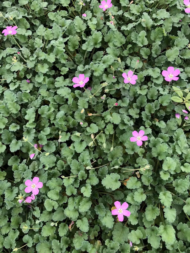 6 x Erodium variabile 'Bishop's Form' - Becco di airone - vaso 9x9 cm