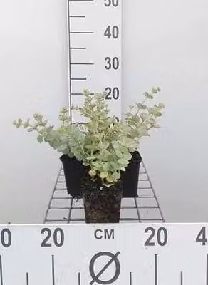 6 x Sedum sieboldii - Foglia grassa - vaso 9 x 9 cm