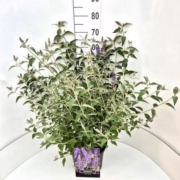 Buddleja 'Lochinch' 20-30 cm - Cespuglio di farfalle in vaso da 9 cm, profumato lillà estivo per giardino e balcone