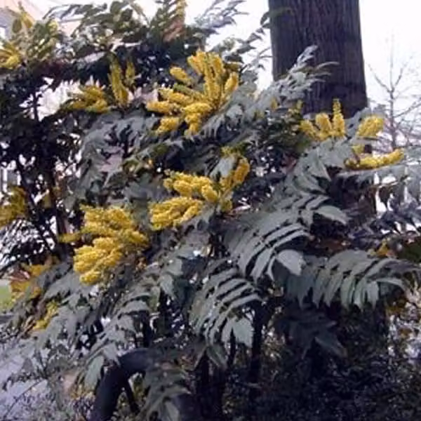 2 piante di Mahonia 'Bealei' (Mahonia japonica = Bealei), in vaso, altezza 30-50 cm