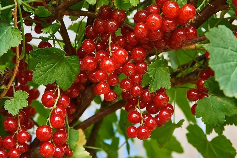 3x Ribes rubrum 'Jonkheer van Tets' 40-60 cm | Ribes rosso | Cespuglio di bacche per giardino e balcone