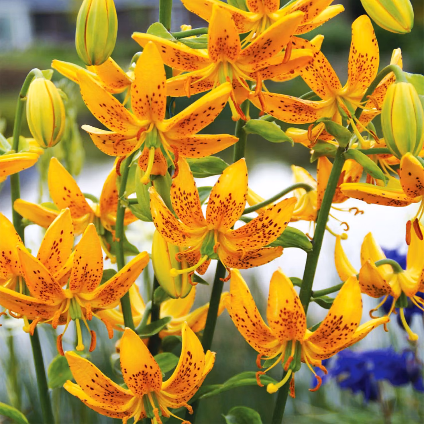 Gigli Bulbi Bulbi Fiori Giglio a cappuccio Guinea Oro 1 pz.
