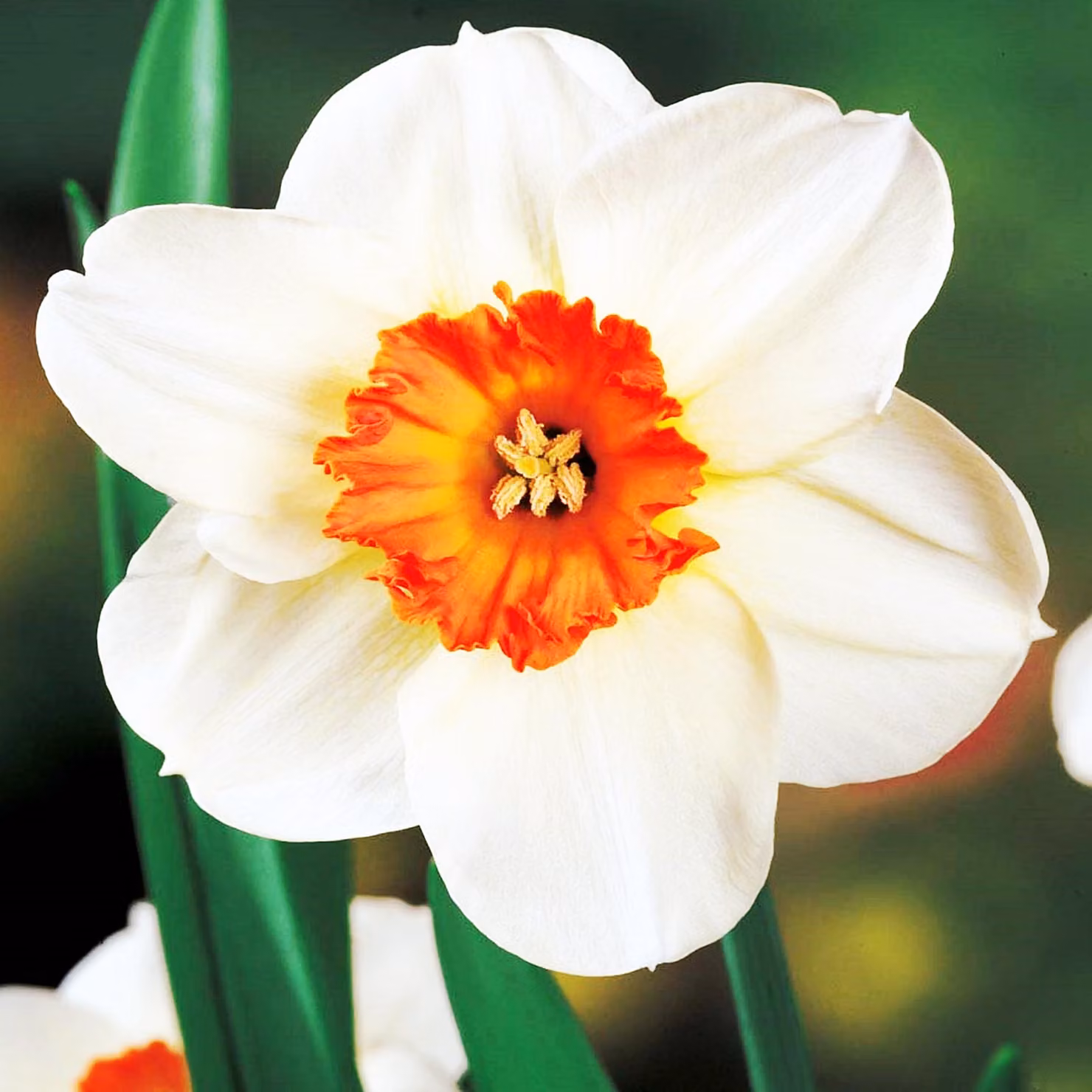 Narcissus Barret Browing a larga 5 pz. Bulbi di Narciso